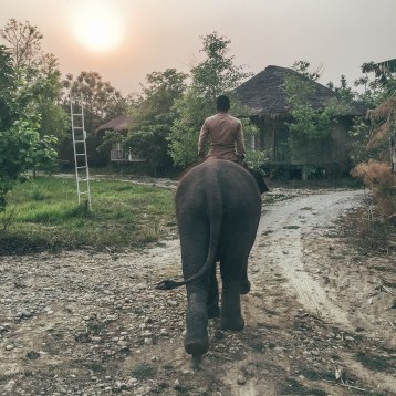 Riding, Elephants, Nepal, Jungle, Chitwan, Naturist