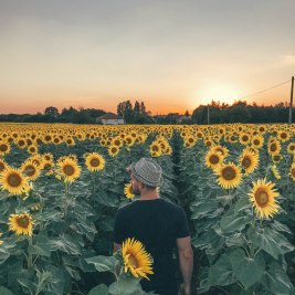 France, Beautiful, Summer, Sunflower, Field, Salt and Coconuts, Sunset