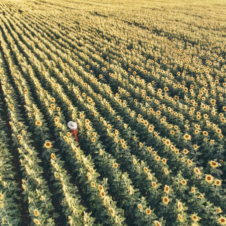 Sunflower, Field, DJI, Drone, France, Limalonges, Salt and Coconuts